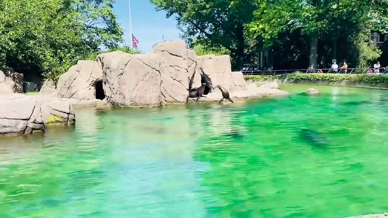 BRONX ZOO (2020)