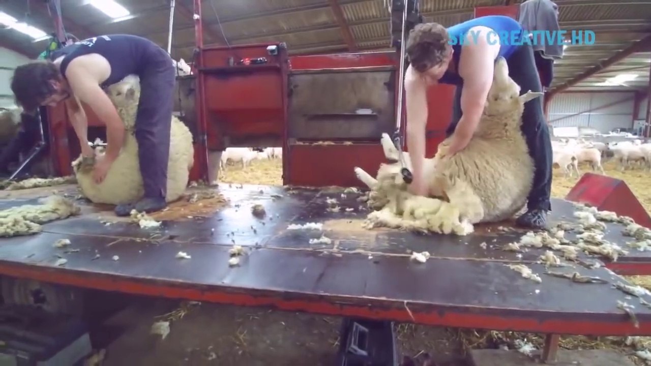 I never seen this modern farming technology before - Amazing automatic Sheep , Cow and  poultry production processing