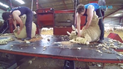 I never seen this modern farming technology before - Amazing automatic Sheep , Cow and  poultry production processing