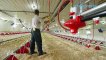 This modern farming machines saved million dollars for farmer ||  Incredible chicken farming technology_