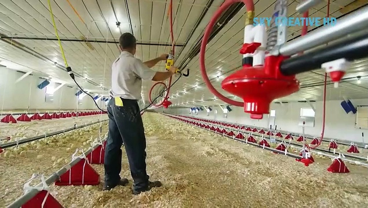 This modern farming machines saved million dollars for farmer ||  Incredible chicken farming technology_