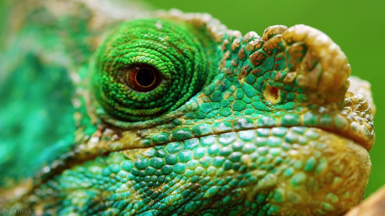 Wildlife of Madagascar (P2of3)