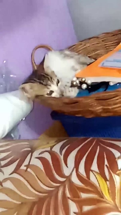 pet