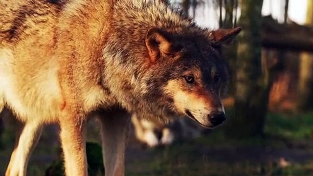 Animals: Wolf