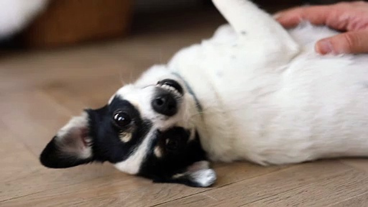funny animal