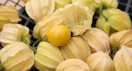 ‘Altın çileği dünyanın en zengin lif oranına sahip’