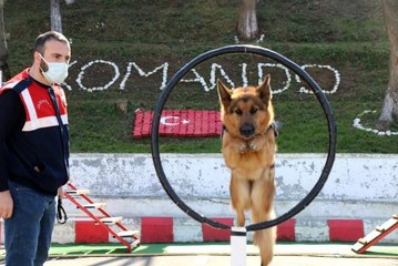 Jandarmanın süper burunları "komando" gibi eğitiliyor