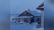 Rusya'da kutup ayısı, evin çatısına çıktı