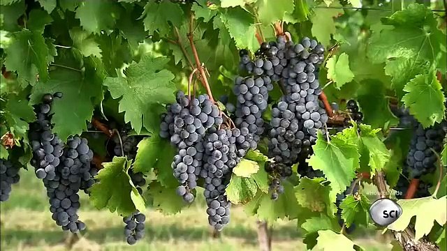 How Its Made - 1146 Grappa