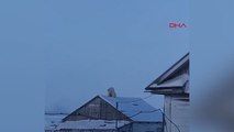 Rusya'da kutup ayısı, evin çatısına çıktı