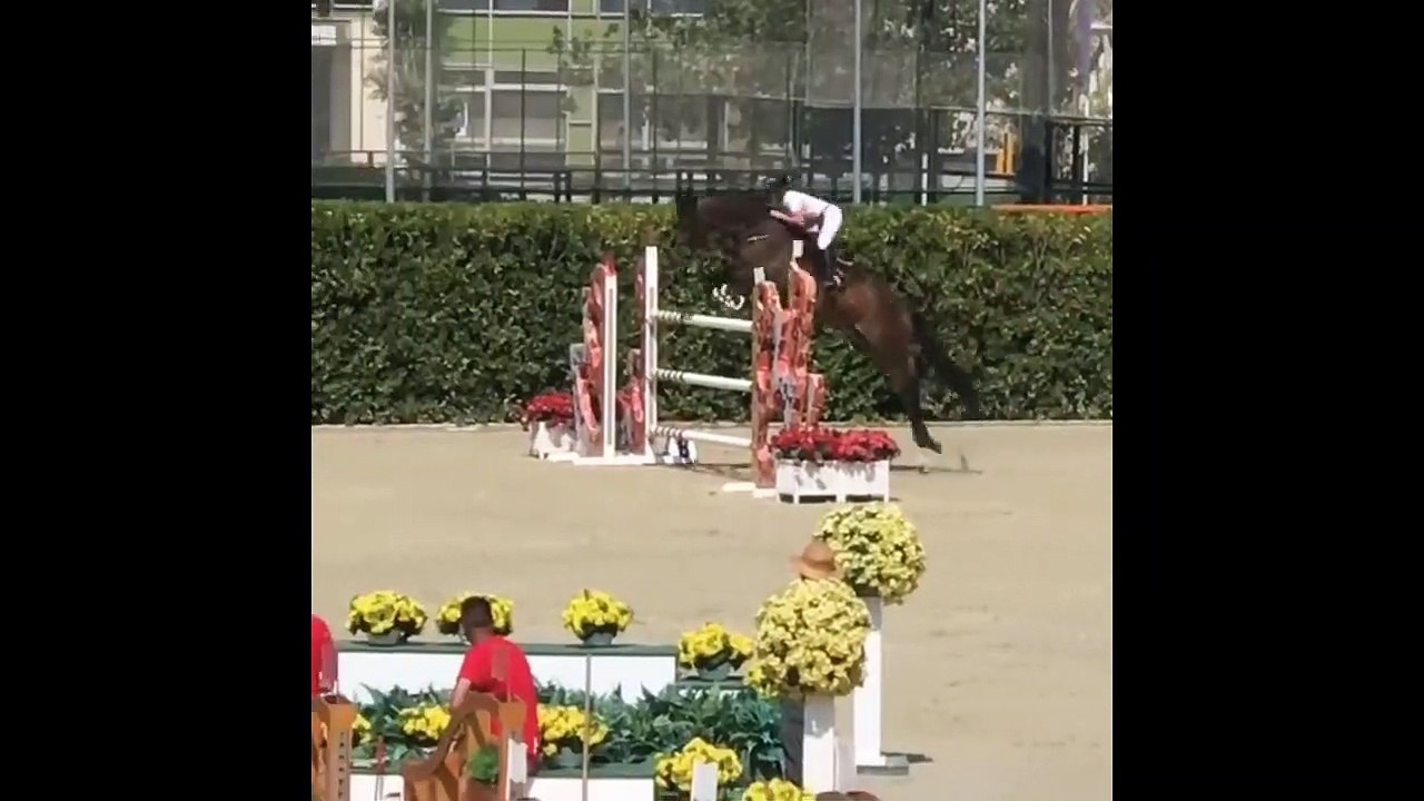 Funny And Cute horse horse jump fence