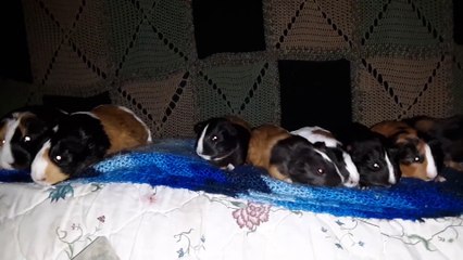 CAVIA PORCELLUS TURMERIC PARSLEY CJ RJ TRIXIE MARY CLOVER IRIS 20200312_160519