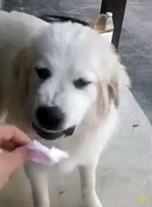 Dog Reaction 