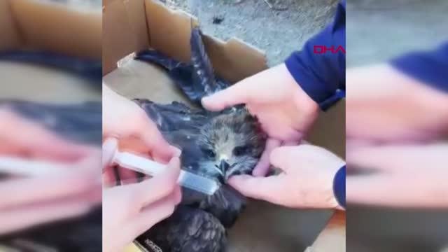 Son dakika haberleri! ELAZIĞ Jandarmanın bulduğu kanadı kırık şahine tedavi