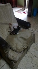 okja and tiger part 2