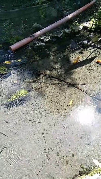 fish