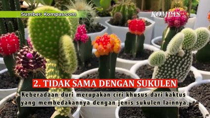 Wajib Ketahui 5 Hal Ini Jika Ingin Memelihara Tanaman Kaktus
