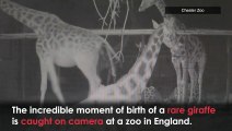 Incredible moment of birth of rare giraffe caught on camera