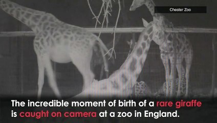 Incredible moment of birth of rare giraffe caught on camera