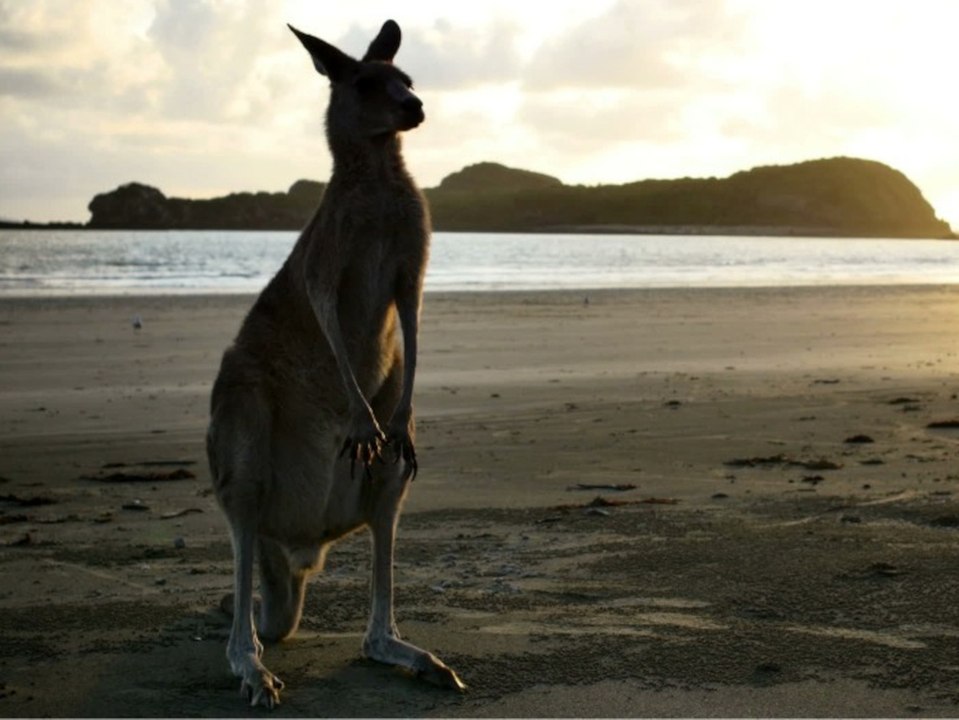 Down Under öffnet sich: Kann man bald wieder nach Australien?