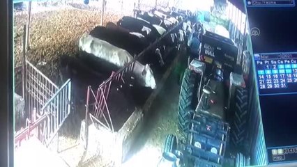 Şap aşısı yapacak ekibe tepki gösteren büyükbaş hayvanlar, ahırın demirlerini söktü