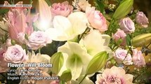 Flowers Will Bloom - Hana wa Saku - Multilingual Version - NHK World TV