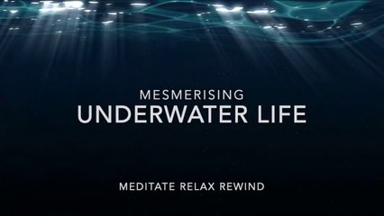 Mesmerising Underwater Life - Relax and Enjoy
