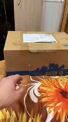 Un chat en boite de nuit