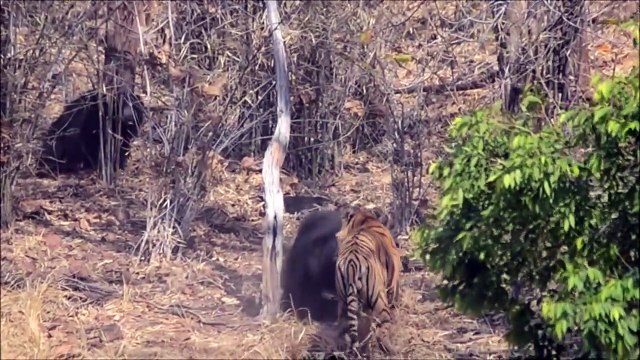 Face à face intense entre un tigre et un ours