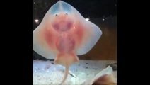 Quoi de plus adorable que ces bébés raies qui dansent sur la vitre d'un aquarium