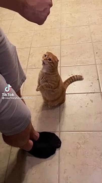 meow