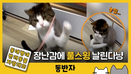 [동반자] "이게 뭐냥?" 장난감에 풀스윙 날리는 고양이 / YTN