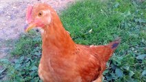 Video of chickens in the garden