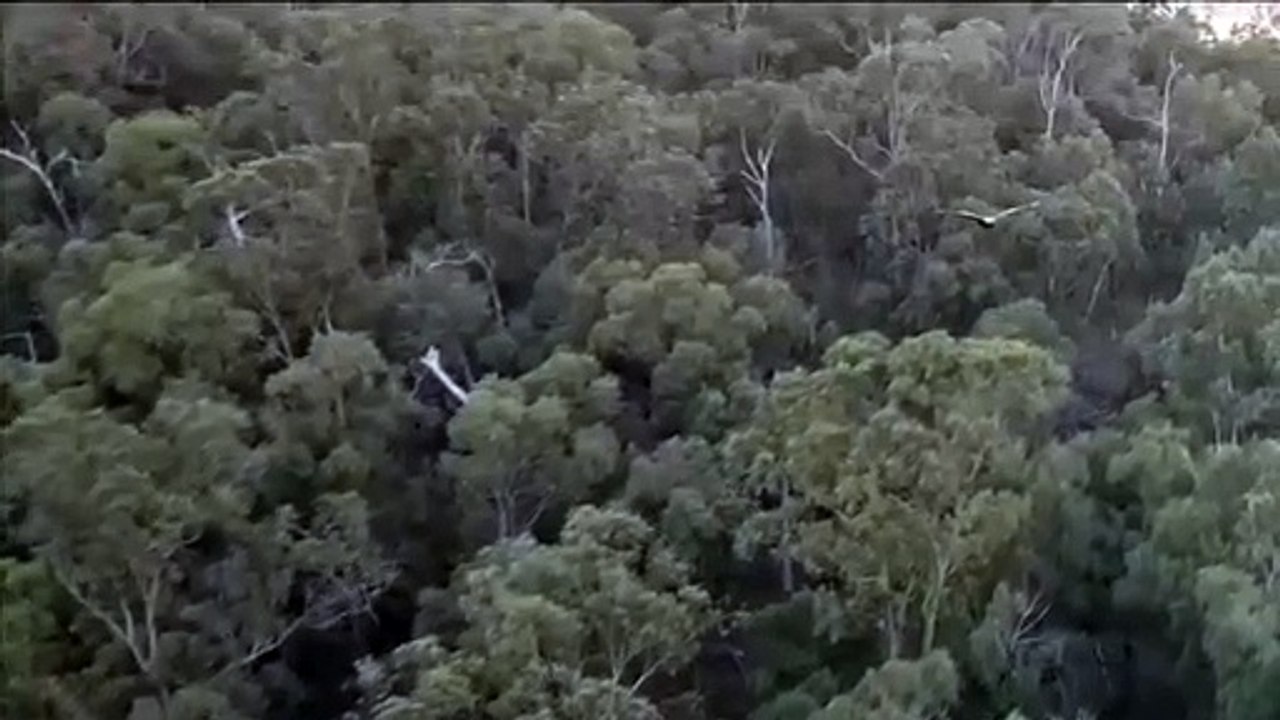Wedge-Tailed Eagle Swoops at Drone