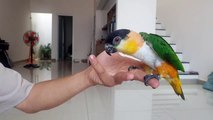 Parrot Turns Fingers into Playground