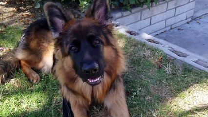 Funniest Pets & Animals of the Week Compilation August 2018 _ Funny Pet Videos