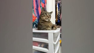 Cutest Silly Cats _ Funny Pet Videos