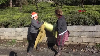 Doğu Karadeniz'de tarımda 'aşırı gübreleme' tehlikesi