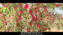 《物华天宝》蒲县：蒲香红苹果 Natural Treasures-Puxian： Puxianghong apple