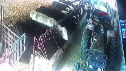 ISPARTA Aşı yapılacak büyükbaş hayvanlar, panikleyince demiri söküp, duvarı yıktı