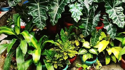 Backyard Plants 2