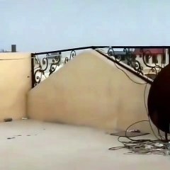 cat try to catch crow