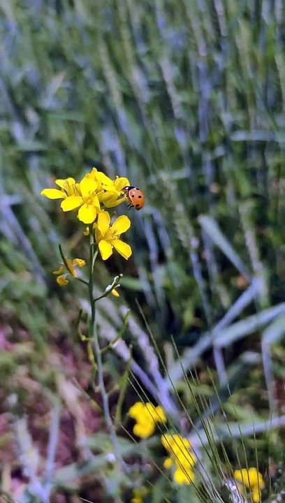 Phool Dei Festival Uttarakhand_1080p