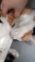 Sleeping cat...