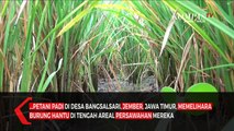 Unik, Petani Jember Basmi Tikus Dengan Burung Hantu