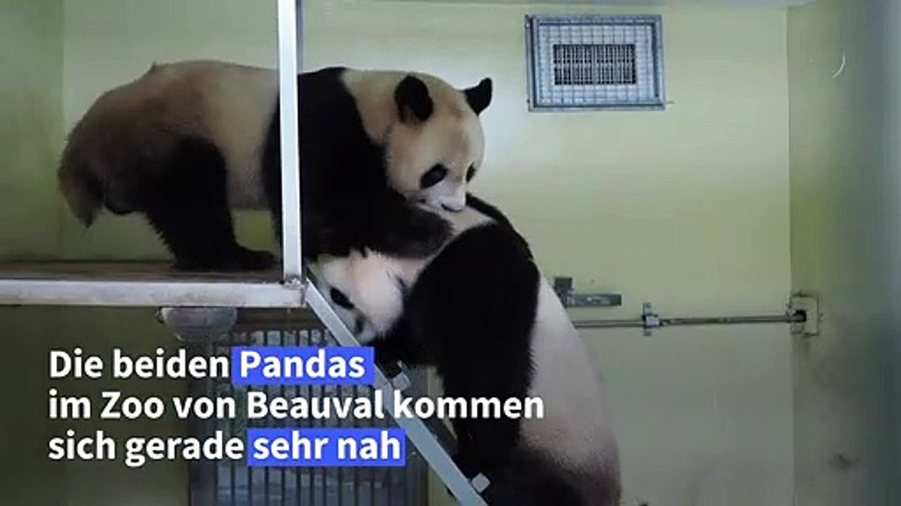 Panda-Paarung geglückt: Bald Bären-Babys in Beauval?