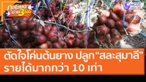 ตัดใจโค่นต้นยาง ปลูก “สละสุมาลี” รายได้มากกว่า 10 เท่า (22 มี.ค. 64) คุยโขมงบ่าย 3 โมง