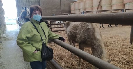 Moselle : une septuagénaire se bat pour trouver un nouveau foyer pour ses chevaux âgés afin de leur éviter l'abattoir 