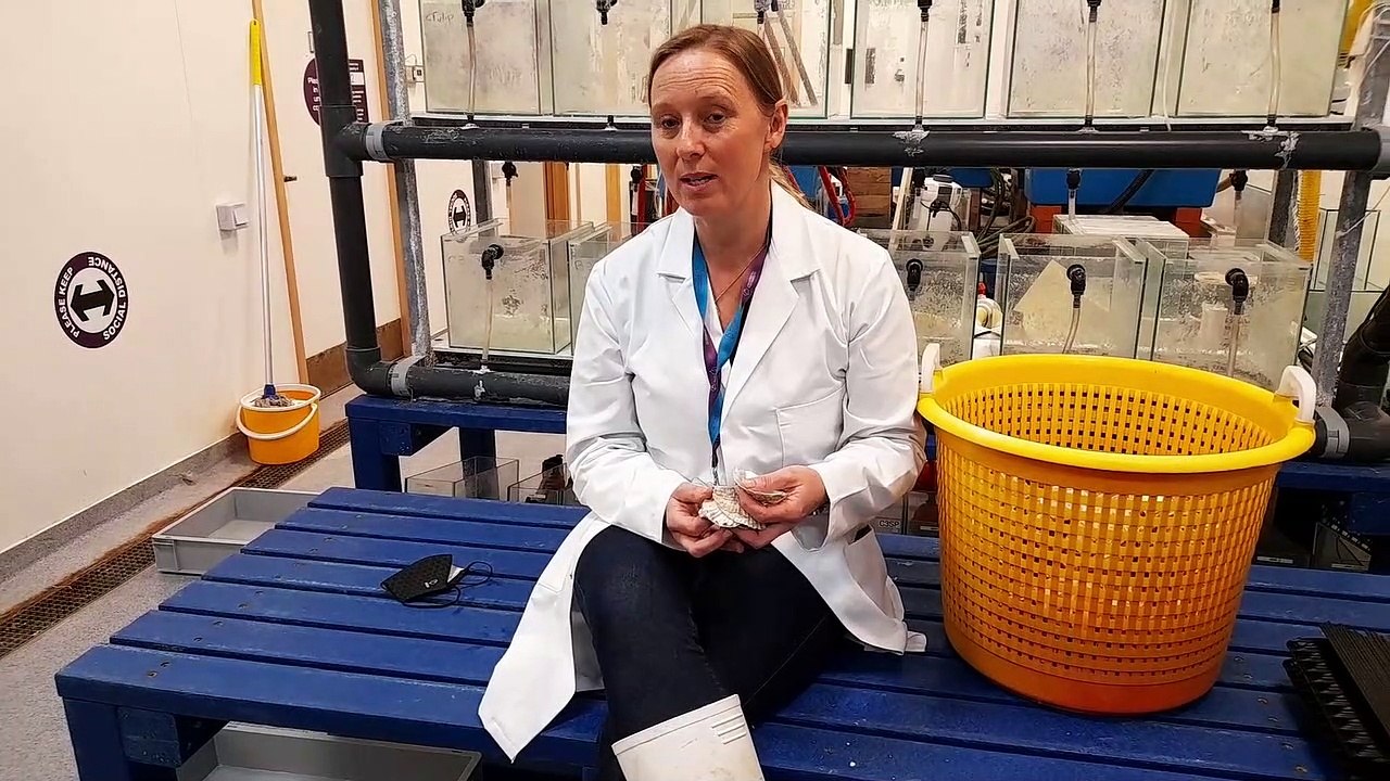 Portsmouth launches oyster hatchery