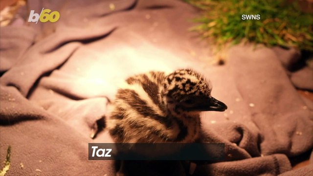Birds of a Feather! Baby Emu Strikes up Friendship With Baby Goats After Being Rejected by Parents!